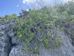 Borrichia arborescens