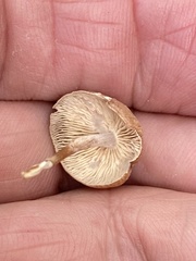 Simocybe centunculus
