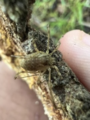Oligolophus tridens
