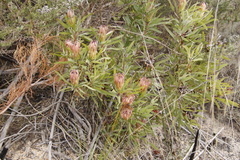 Protea burchellii