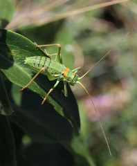 Sorapagus catalaunicus