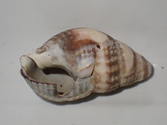 Buccinoidea