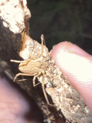 Oligolophus tridens