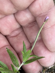 Epilobium parviflorum
