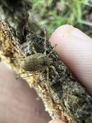 Oligolophus tridens
