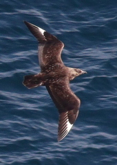 Stercorarius skua