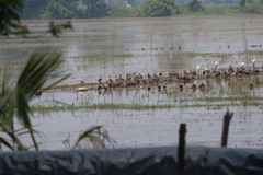 Dendrocygna javanica