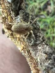 Oligolophus tridens