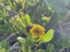 Borrichia arborescens