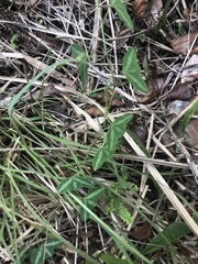 Passiflora porophylla