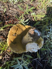 Boletus barrowsii