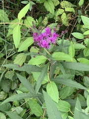 Vernonia