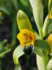 Chloraea disoides