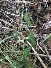 Passiflora porophylla