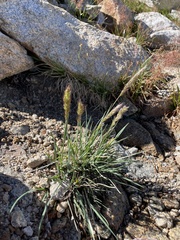 Trisetum spicatum
