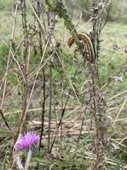 Trichordestra legitima