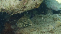Gobius cobitis