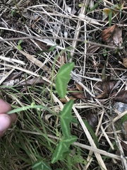 Passiflora porophylla