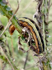 Trichordestra legitima