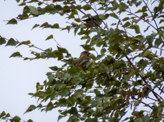 Coccothraustes coccothraustes