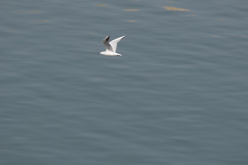 Slender-billed Gull