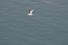 Chroicocephalus genei