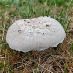 Agaricaceae