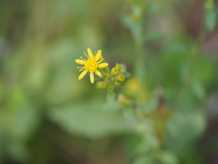 Solidago virgaurea