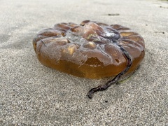 Chrysaora fuscescens