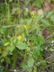 Solidago virgaurea