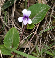 Viola stipularis