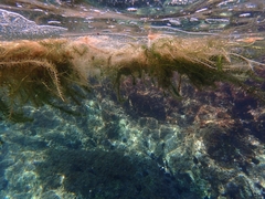 Egeria densa