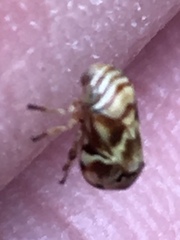 Clastoptera arborina