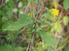 Solidago virgaurea