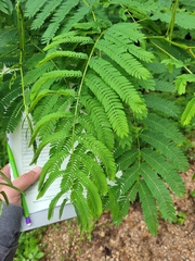 Leucaena leucocephala