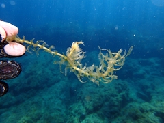 Egeria densa