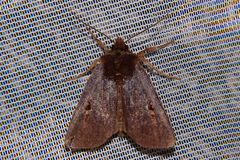 Austramathes purpurea