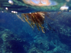 Egeria densa