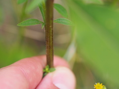 Solidago virgaurea