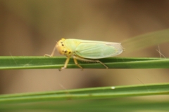 Cicadella viridis