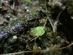 Riccia huebeneriana