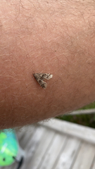 Parapoynx obscuralis