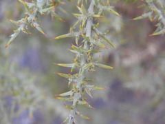 Ulex argenteus subsericeus