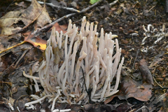 Clavaria