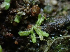 Riccia huebeneriana