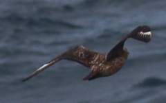 Stercorarius skua