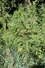 Urtica gracilis