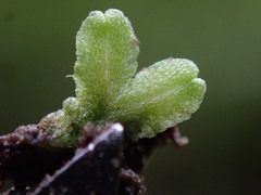 Riccia huebeneriana