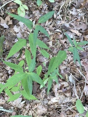 Helianthus microcephalus