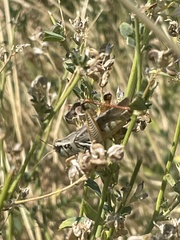 Melanoplini